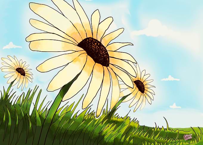 Daisy Field Illustration
