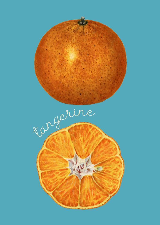 Tangerine Illustration