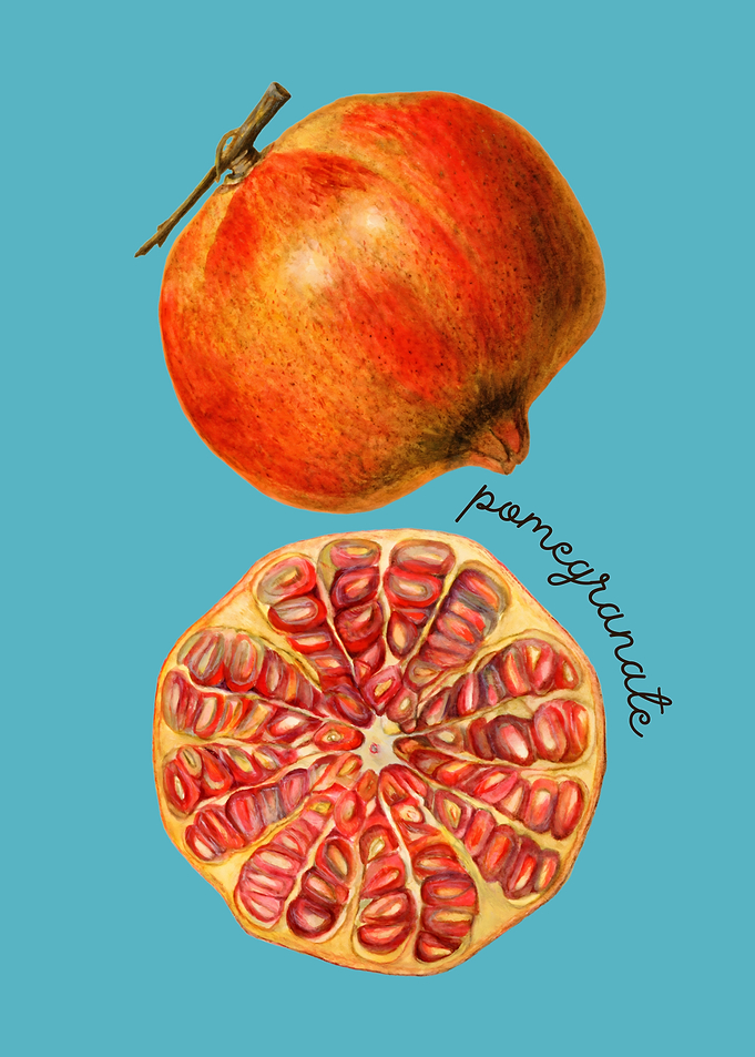 Pomegranate Illustration