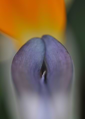 Bird of Paradise