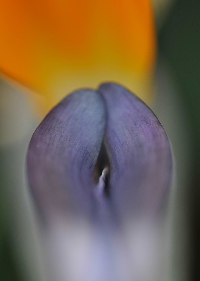 Bird of Paradise