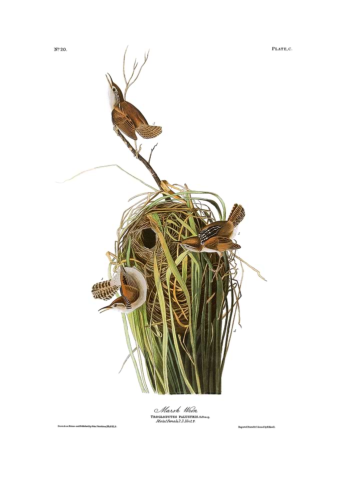 The Birds of America - Marsh Wren