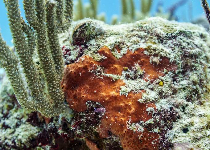 Coral Reef Sponge