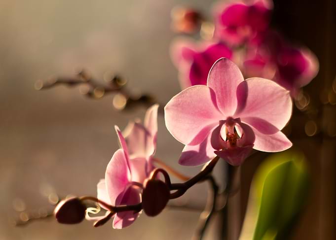 Pink Orchid in Sunlight
