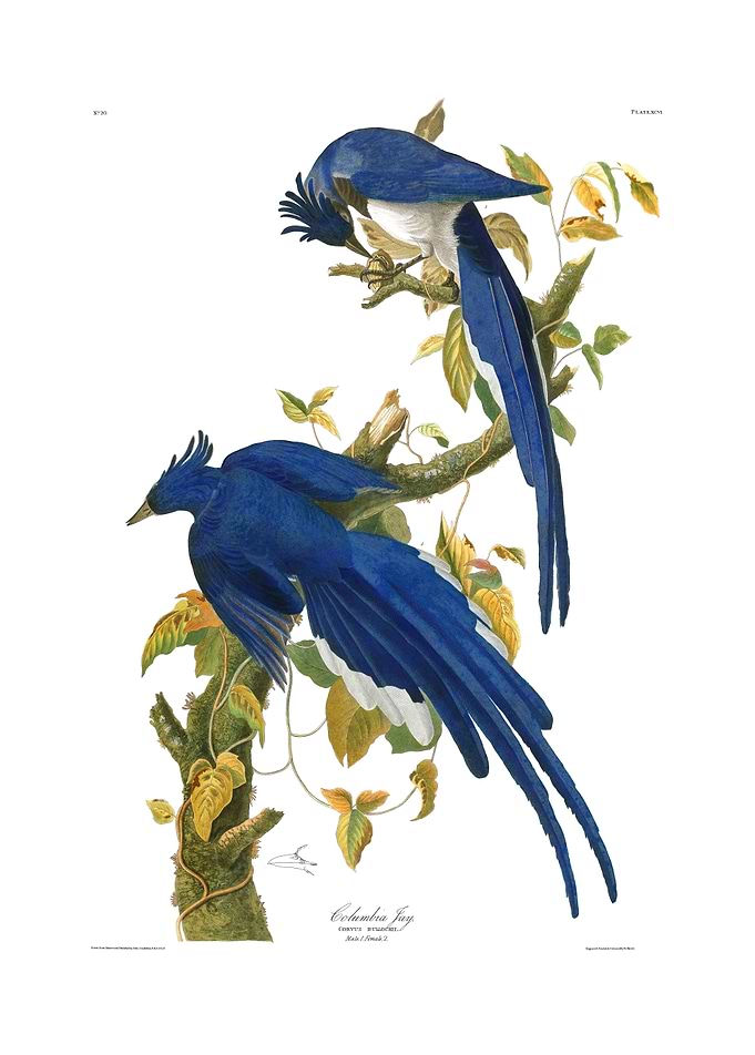 The Birds of America - Columbia Jay