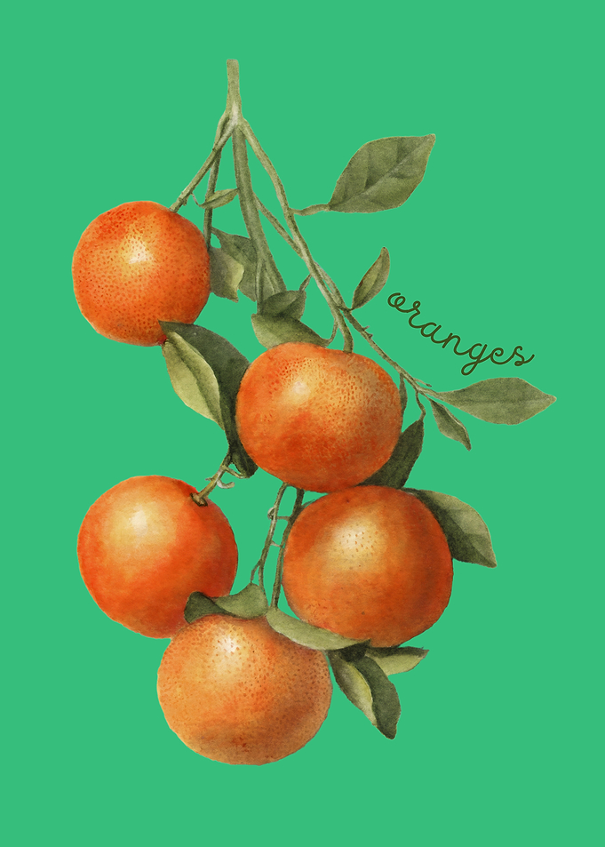Oranges Illustration
