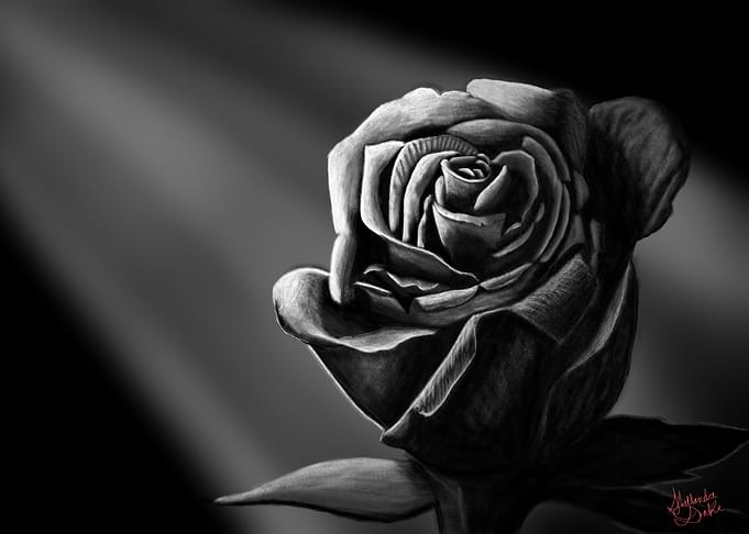 Single Rose in Black and White
