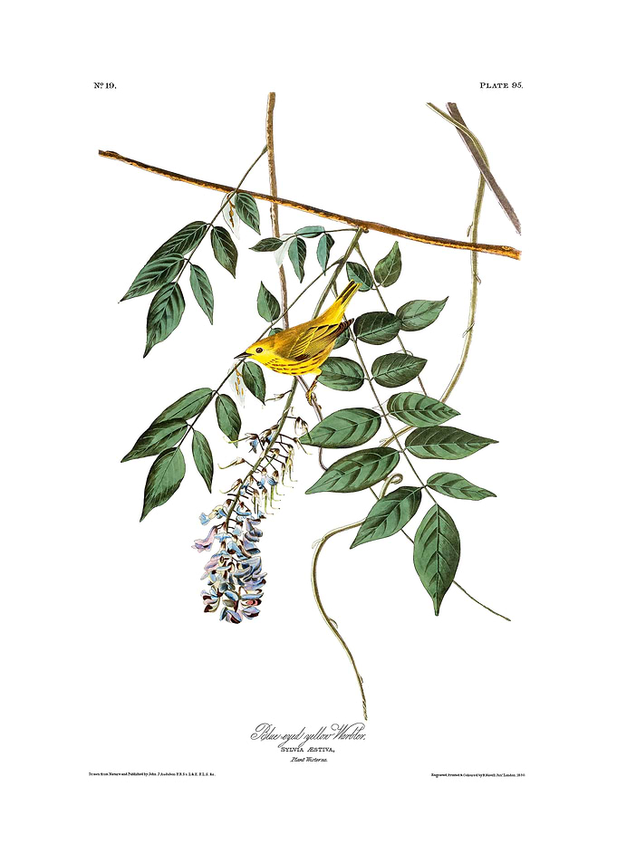 The Birds of America - Blue-eyed yellow Warbler