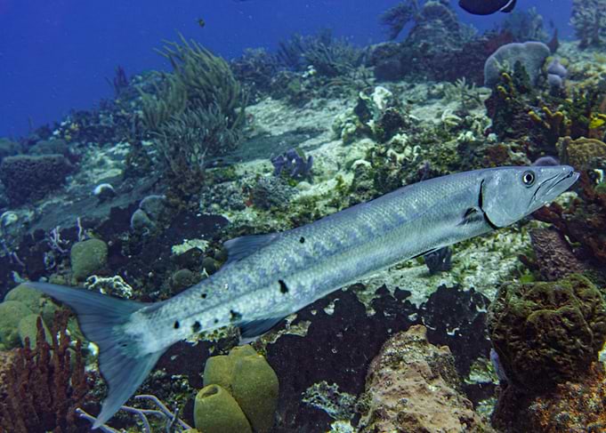 Great Barracuda Underwater