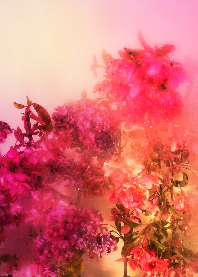 Pink Purple Floral