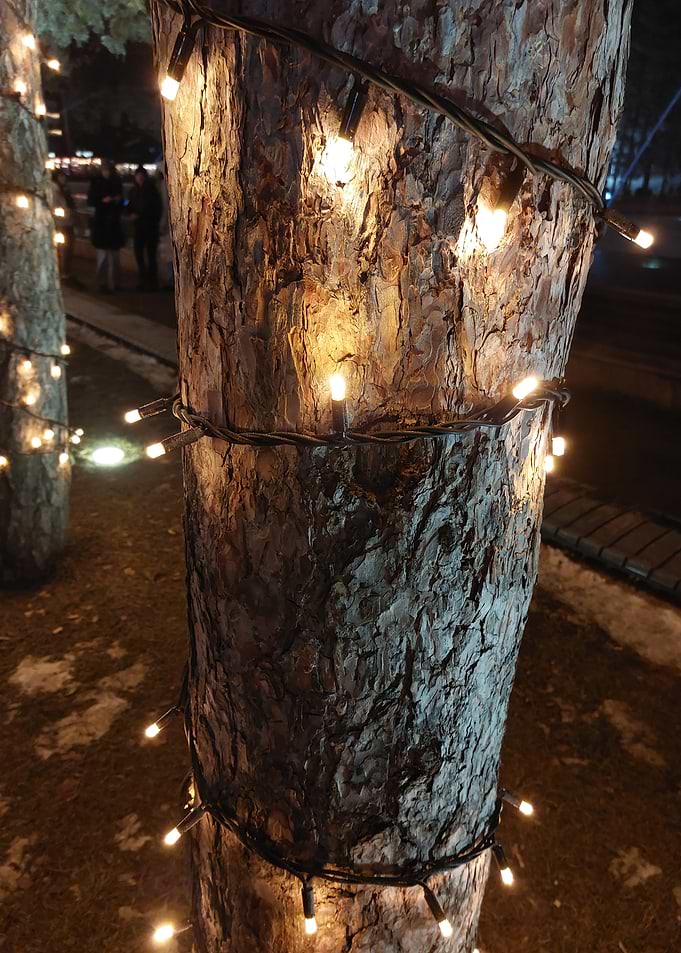 Tree Wrapped in Lights