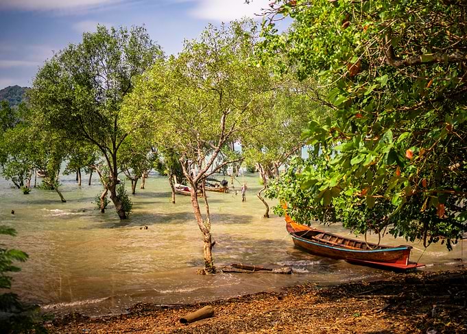 Mangrove Forest Boat