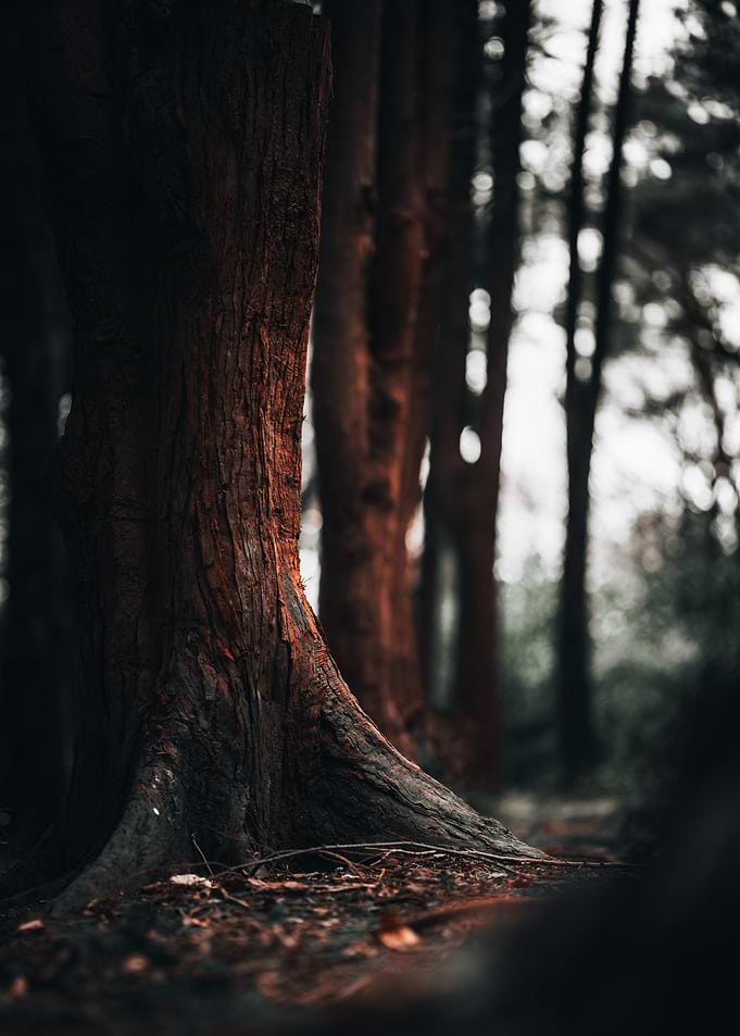 Forest Tree collection