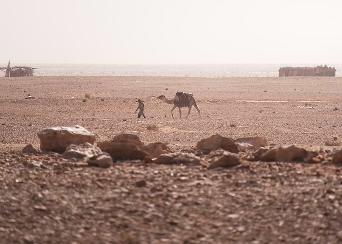 Camel and Man in Desert