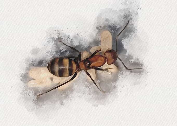 Watercolor Ant Illustration
