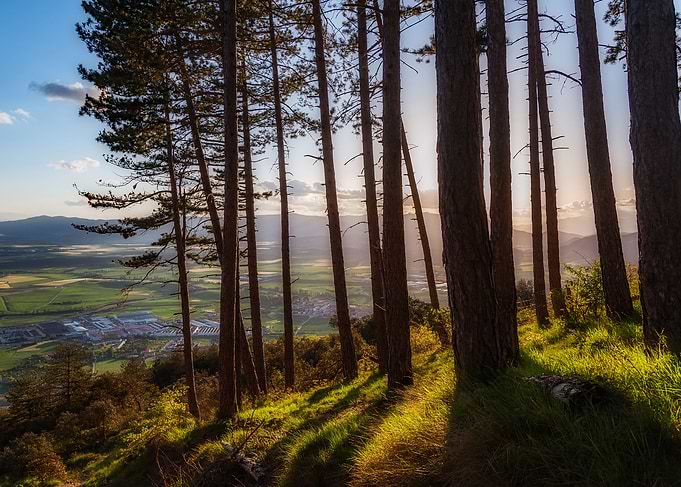 Forest Viewpoint Sunset