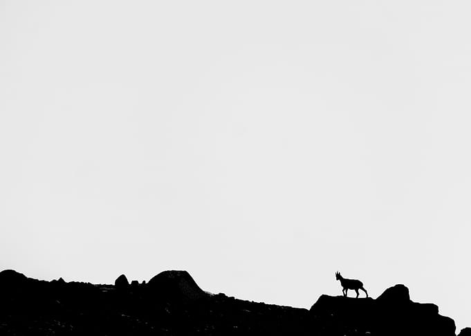 Mountain ibex Silhouette