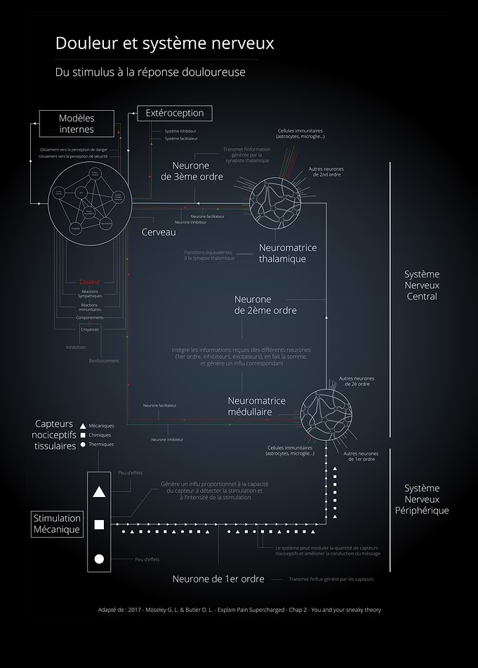 Pain Pathway Diagram - French