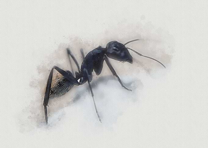 Fulvopilosus Ant Close-Up