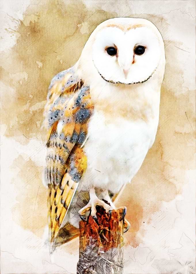 Barn Owl Watercolor