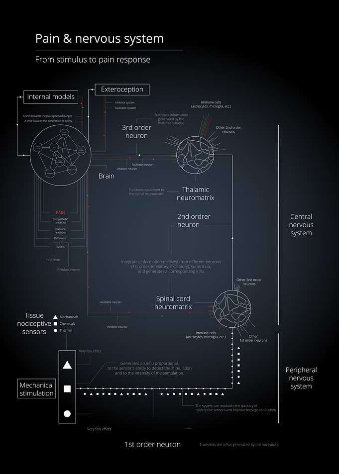 Pain & Nervous System Diagram