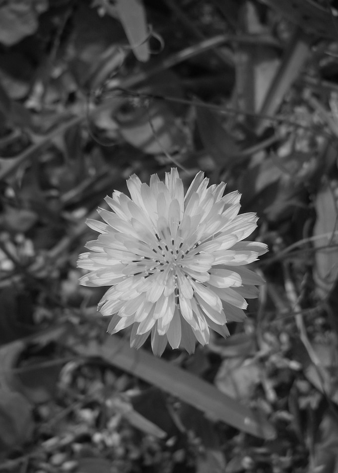Black and White Flower