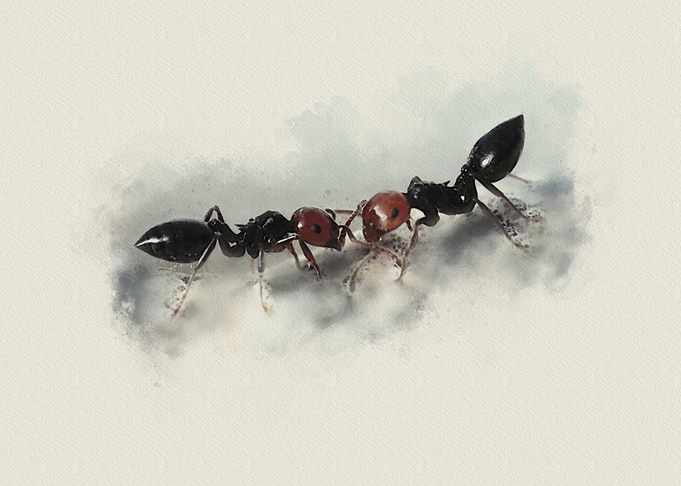 crematogaster scutellaris