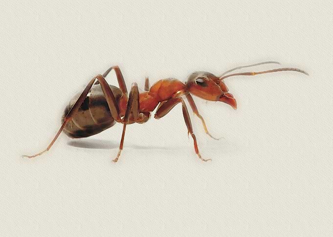 Red Ant Close-Up