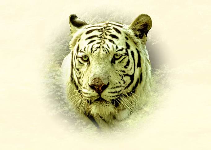 White Tiger Portrait