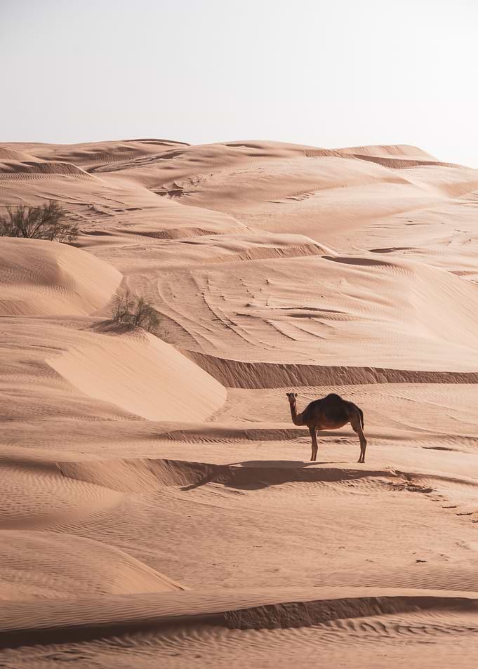 Camel in Desert Landscape