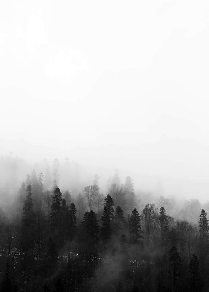 Misty Forest