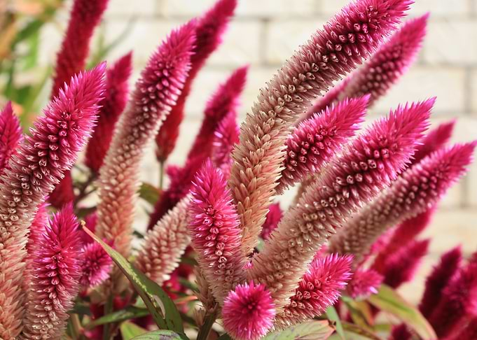 Pink and White Celosia Flowers