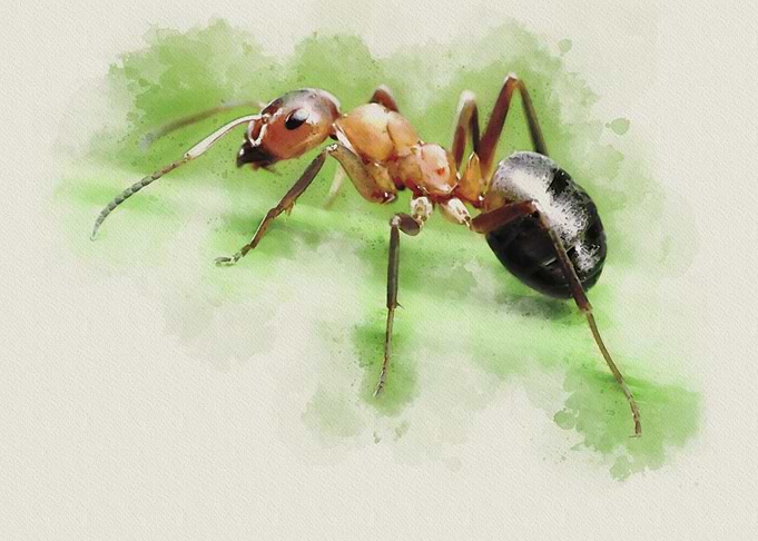 Ant Watercolor Painting