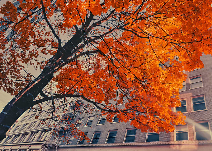 Autumn Tree Canopy