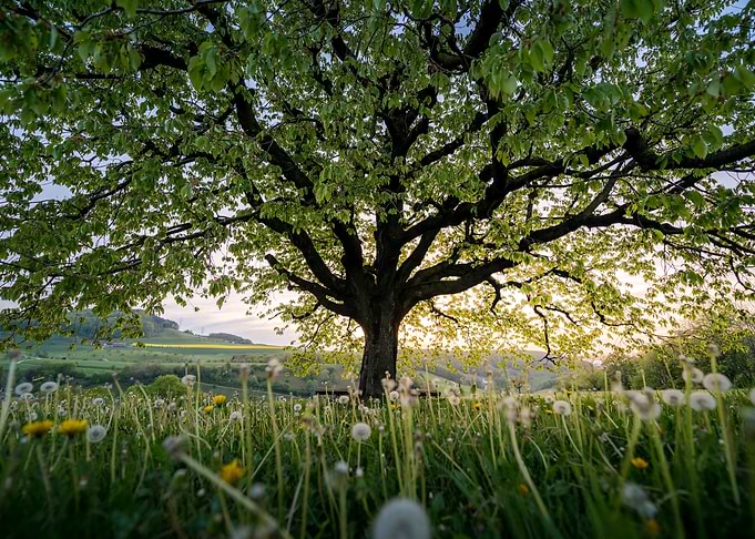 Below a perfectly scaped spring tree in meadow