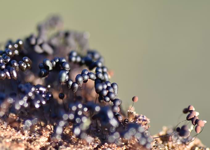 Black Mold Spores