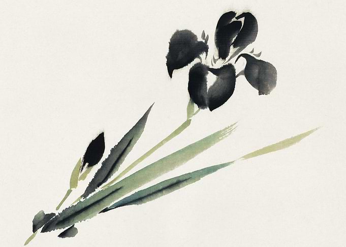 Black Iris Watercolor Painting