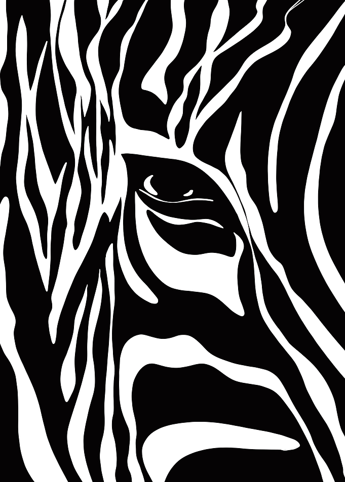 Zebra Stripes Close-Up