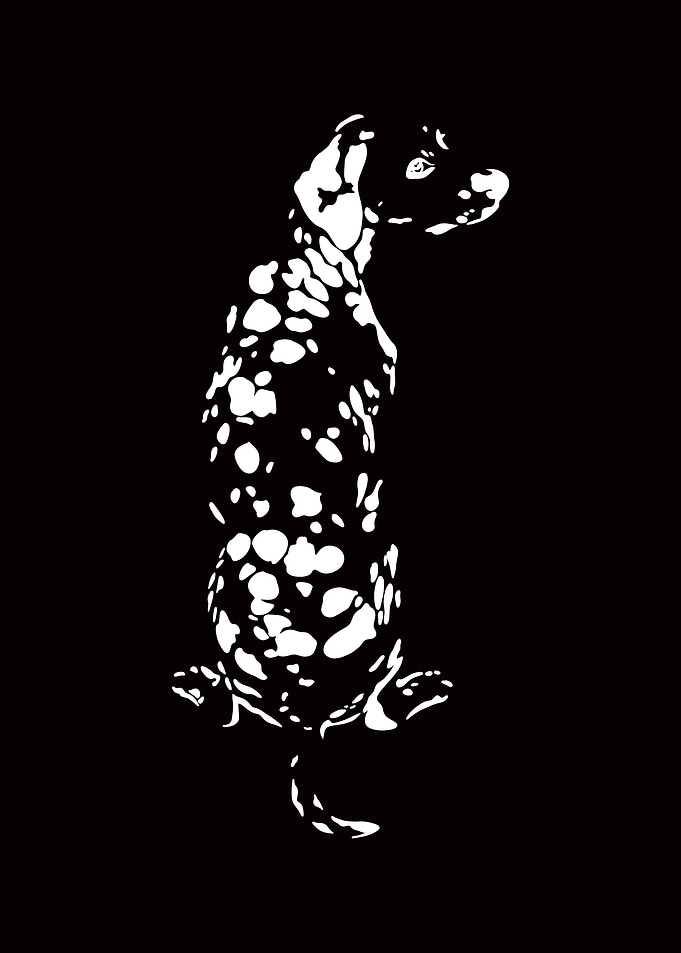 Dalmatian Silhouette