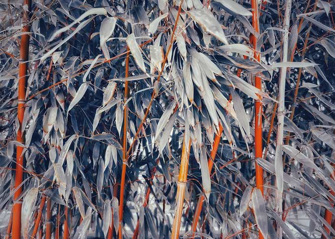 Bamboo
