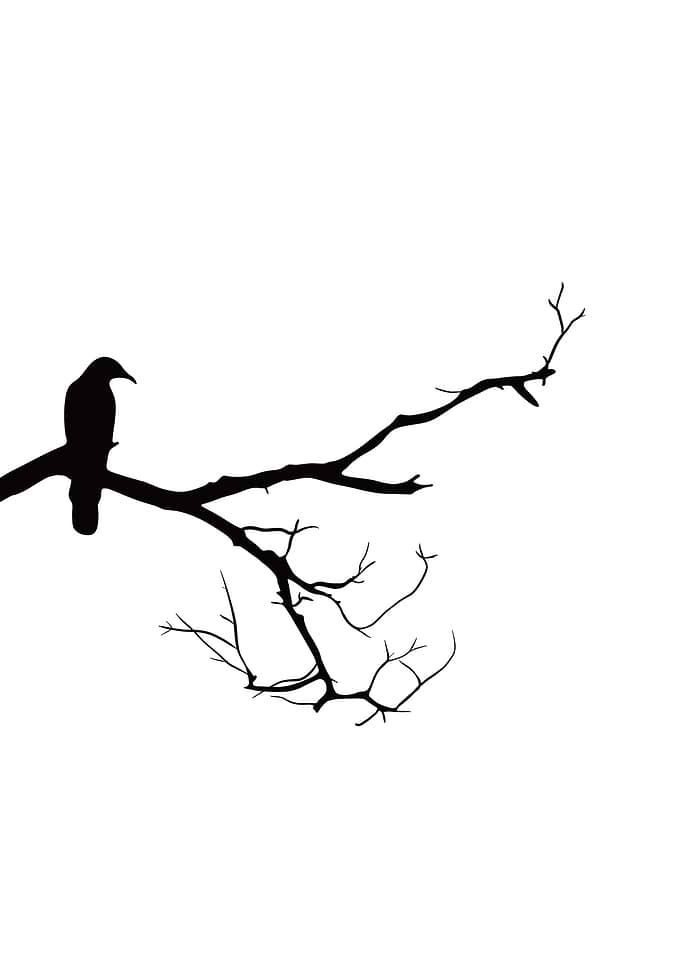Crow on Bare Branch Silhouette