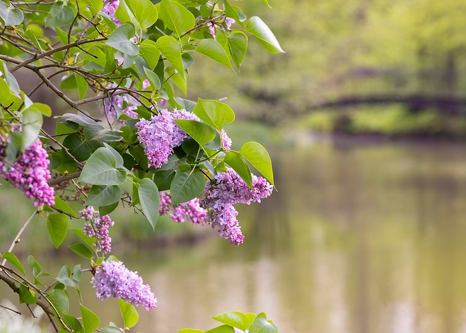 Lilac Blossoms by the Pond, Park, Poland