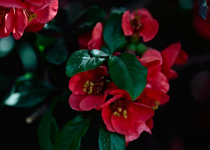 Red Flowers with Green Leaves