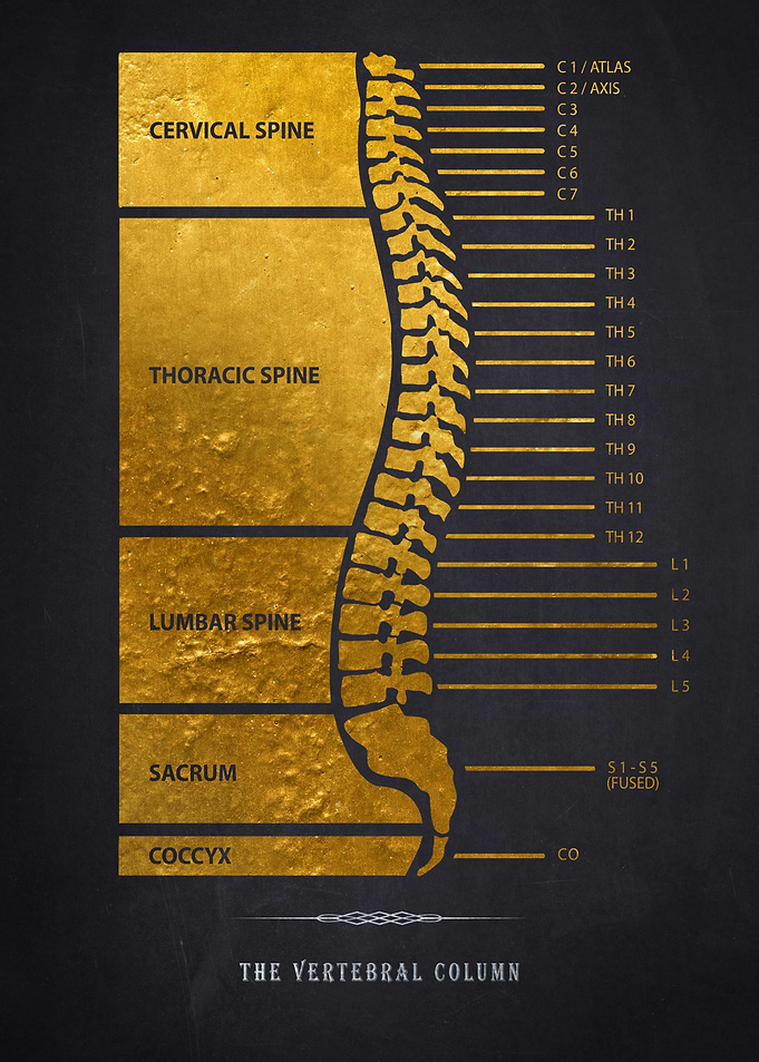 Vertebral Column Anatomy