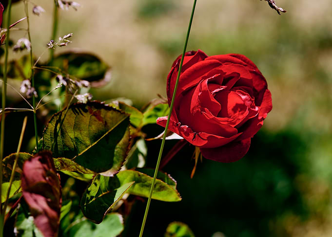 Single Red Rose