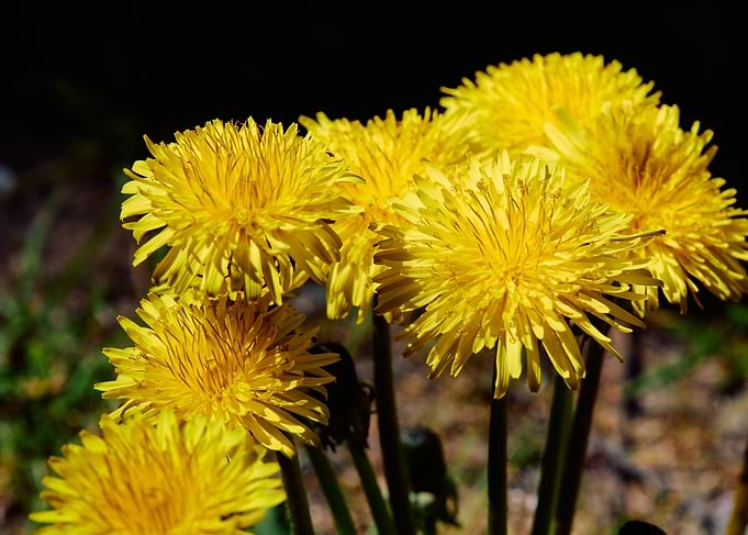 Yellow Dandelion Flowers