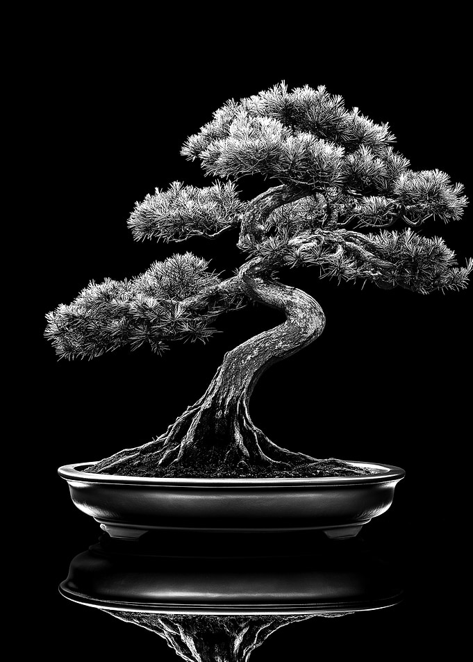 Bonsai Tree in Black and White