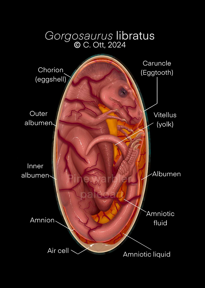Gorgosaurus Embryo Illustration