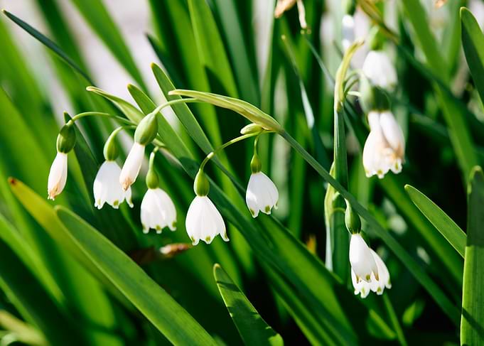 White Flowers in Green Grass