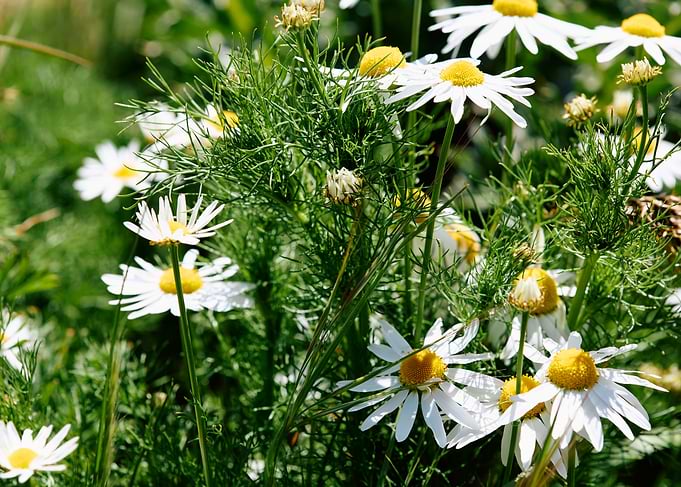 White Daisies in a Field